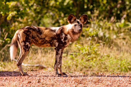 Endangered wild African wild dogの写真素材