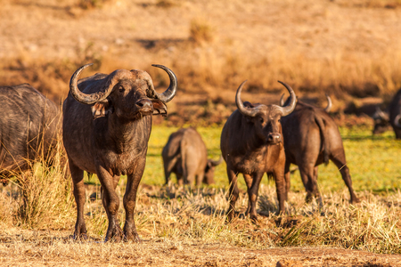 Herd of wild African cape buffaloの写真素材