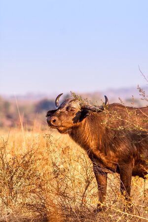 Wild African Buffalo with copy space