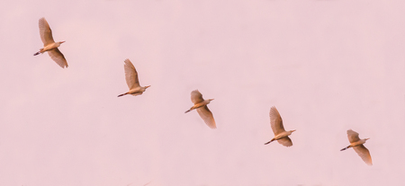 Flock of cattle egrets flying across the sky
