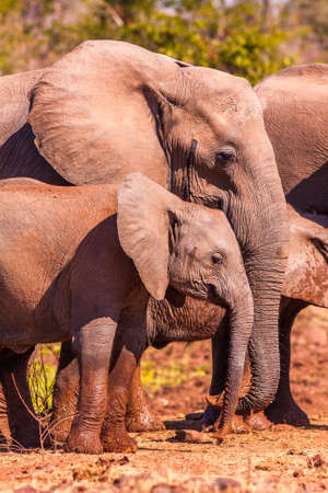 Baby African elephant with its motherの写真素材
