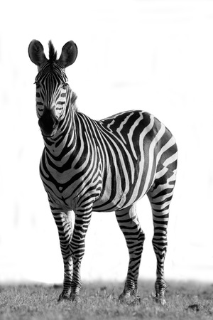 Wild African zebra in black and whiteの写真素材
