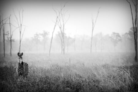 Wild Zebra in Black and Whiteの写真素材