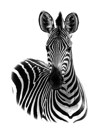 Zebra portrait in high keyの写真素材