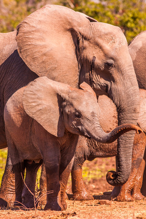 Baby African elephant lifting its trunkの写真素材