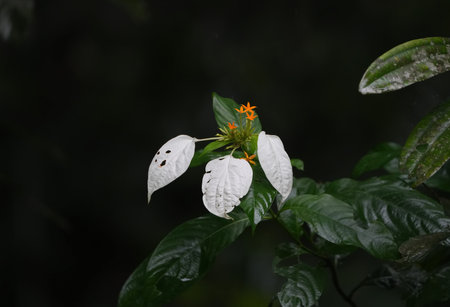 Close up of white leaves with orange flower in the garden, Thailand.の写真素材