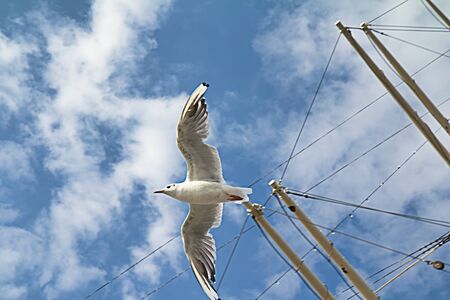 Seagull in flight in front of blue sky past sail masts