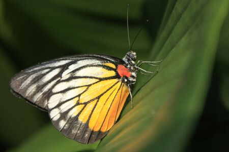 Painted Jezebel butterfly (Delias hyparete metarete) on a green leaf