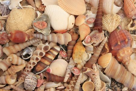 Sea shells backgroundの写真素材