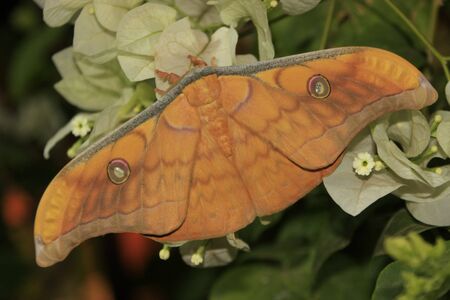 Silk Moth (Antheraea frithi) on white flowersの写真素材