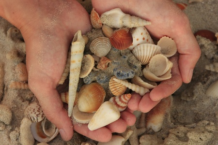 Hands holding sea shells
