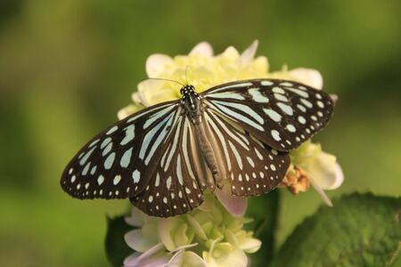 Dark Glassy Tiger butterfly (Parantica agleoides) on yellow flowersの写真素材