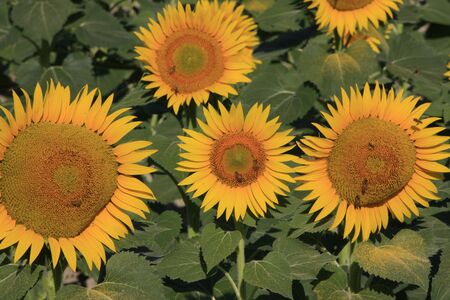 Field of sunflowersの写真素材