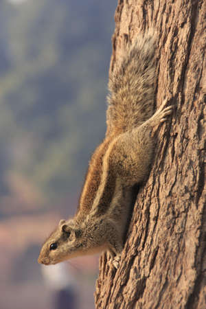 Nothern palm squirrel (Funambulus pennantii) sitting on a treeの写真素材