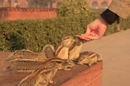 Nothern palm squirrels (Funambulus pennantii) eating from handの写真素材