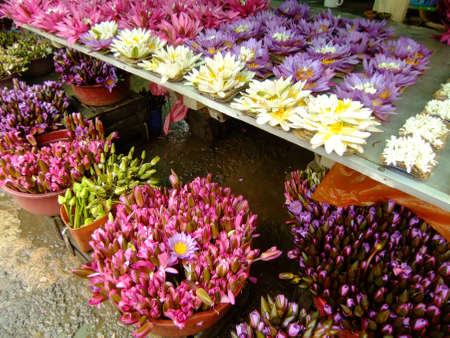 Display of water liliesの写真素材