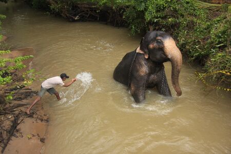 Man bathing an elehpant, Sri Lankaのeditorial素材