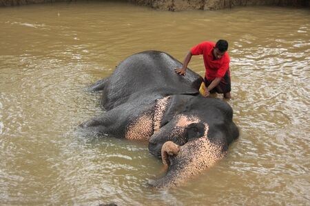Man bathing an elehpant, Sri Lankaのeditorial素材