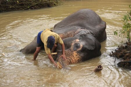 Man bathing an elehpant, Sri Lankaのeditorial素材