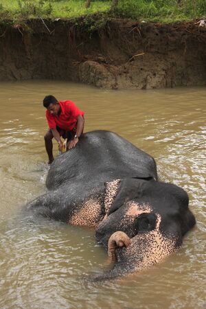 Man bathing an elehpant, Sri Lankaのeditorial素材