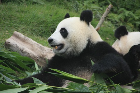 Portrait of giant panda bear (Ailuropoda Melanoleuca) eating bamboo, Chinaの写真素材