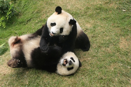 Giant panda bears (Ailuropoda Melanoleuca) playing together , Chinaの写真素材