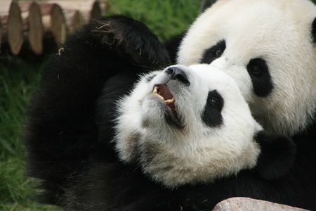  panda bears (Ailuropoda Melanoleuca) playing together, Chinaの写真素材
