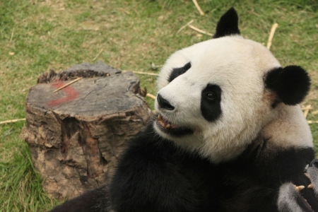 Portrait of  panda bear (Ailuropoda Melanoleuca), Chinaの写真素材