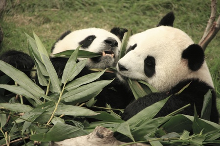  panda bears eating bamboo (Ailuropoda Melanoleuca), Chinaの写真素材