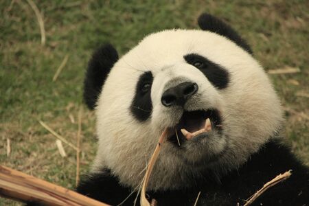 Portrait of giant panda bear (Ailuropoda Melanoleuca) eating bamboo, Chinaの写真素材