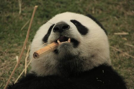 Portrait of  panda bear (Ailuropoda Melanoleuca) eating bamboo, Chinaの写真素材
