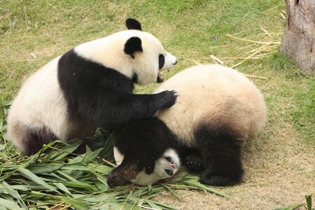  panda bears (Ailuropoda Melanoleuca) rolling together, Chinaの写真素材