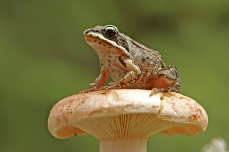 Wood frog (Rana sylvatica)