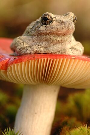 Grey treefrog  Hyla versicolor の写真素材