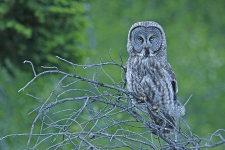 Great Gray Owl (Strix nebulosa)の写真素材