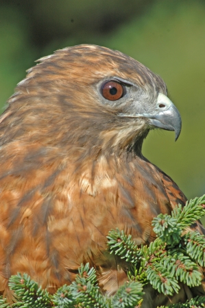 Red-tailed Hawk (Buteo jamaicensis)の写真素材