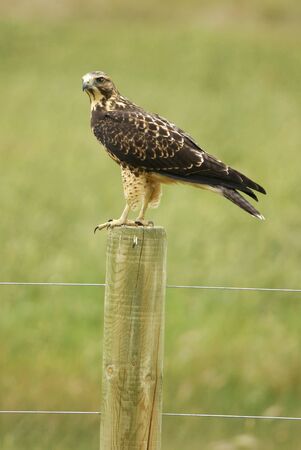 Juvenile Red-tailed Hawk (Buteo jamaicensis) sitting on a poleの写真素材