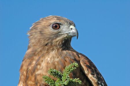 Red-tailed Hawk (Buteo jamaicensis)の写真素材