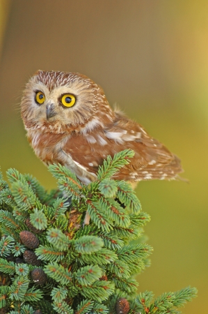 Northern Saw-whet Owl (Aegolius acadicus)の写真素材