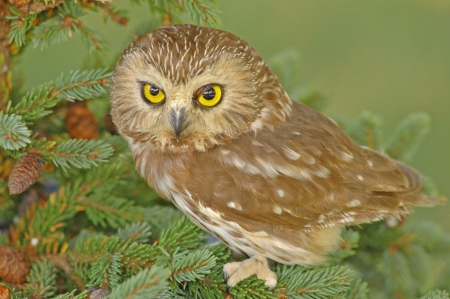 Northern Saw-whet Owl (Aegolius acadicus)の写真素材