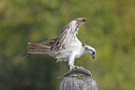 Osprey (Pandion haliaetus)の写真素材