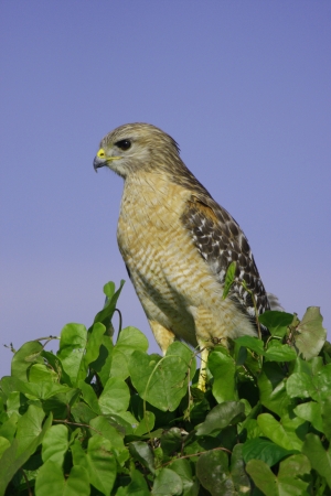 Red-shouldered Hawk  Buteo lineatus の写真素材