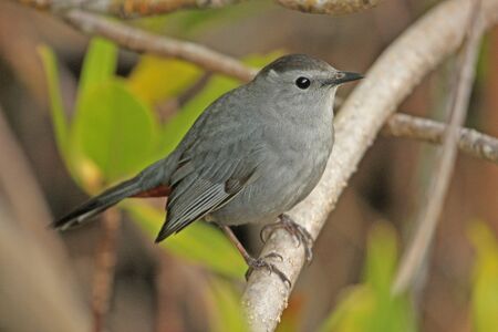 Gray Catbird  Dumetella carolinensis の写真素材