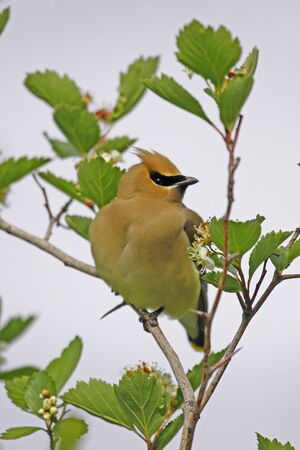 Cedar Waxwing  Bombycilla cedrorum の写真素材