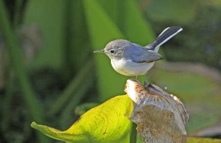 Blue-gray gnatcather (Polioptila caerulea)の写真素材
