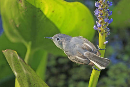 Blue-gray gnatcather (Polioptila caerulea)の写真素材