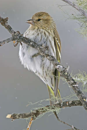 Pine Siskin  Carduelis pinus の写真素材