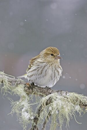 Pine Siskin  Carduelis pinus の写真素材