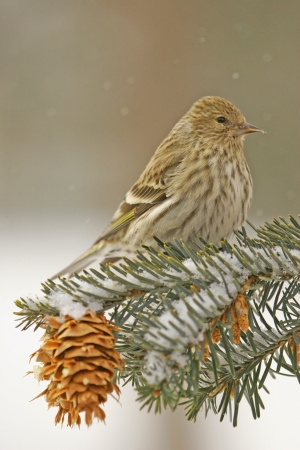Pine Siskin  Carduelis pinus の写真素材