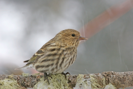 Pine Siskin  Carduelis pinus の写真素材